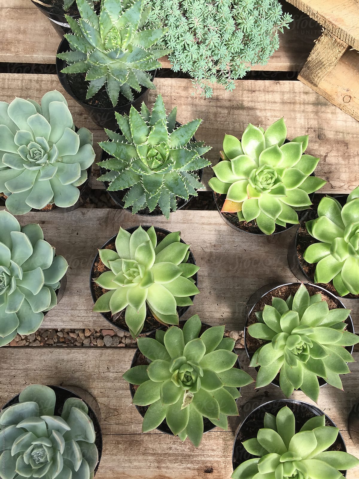 succulents on a wooden tabletop