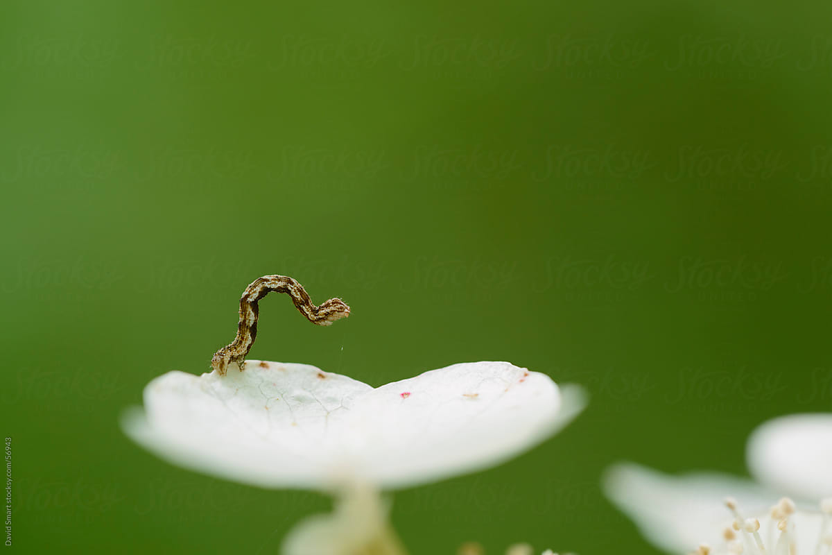 A tiny inchworm moves along the edge of a white flower