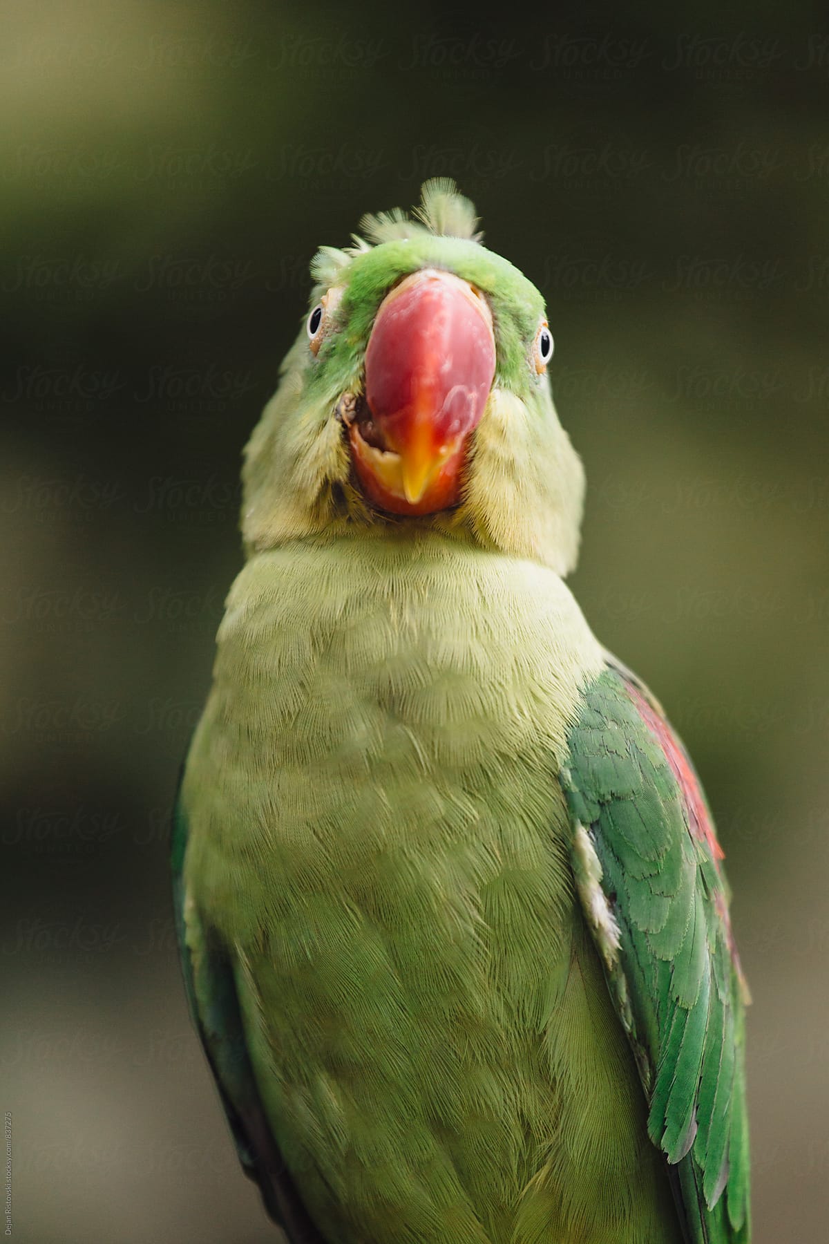 Green Parrot.