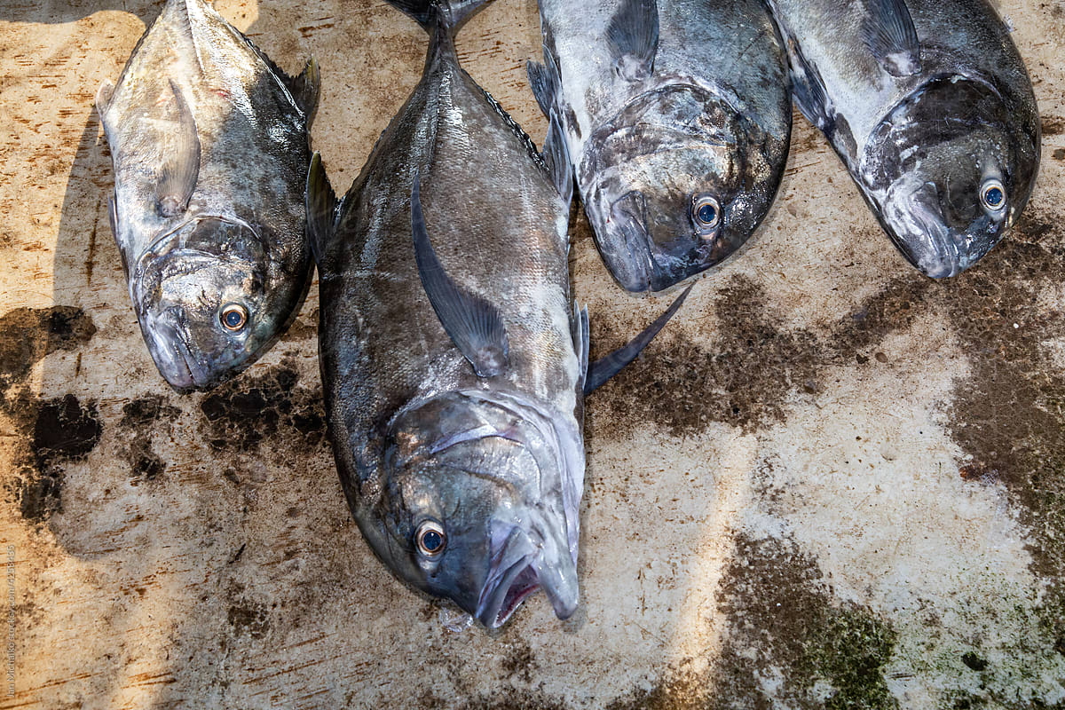Catch of the day - the fish market of Negombo