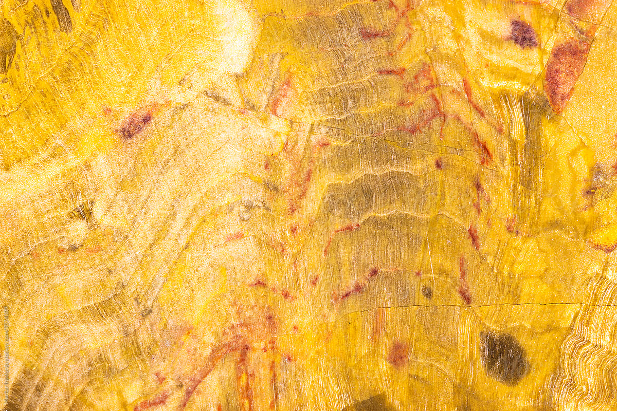 Patterns of A Petrified Wood (Conifer) Slab From Australia
