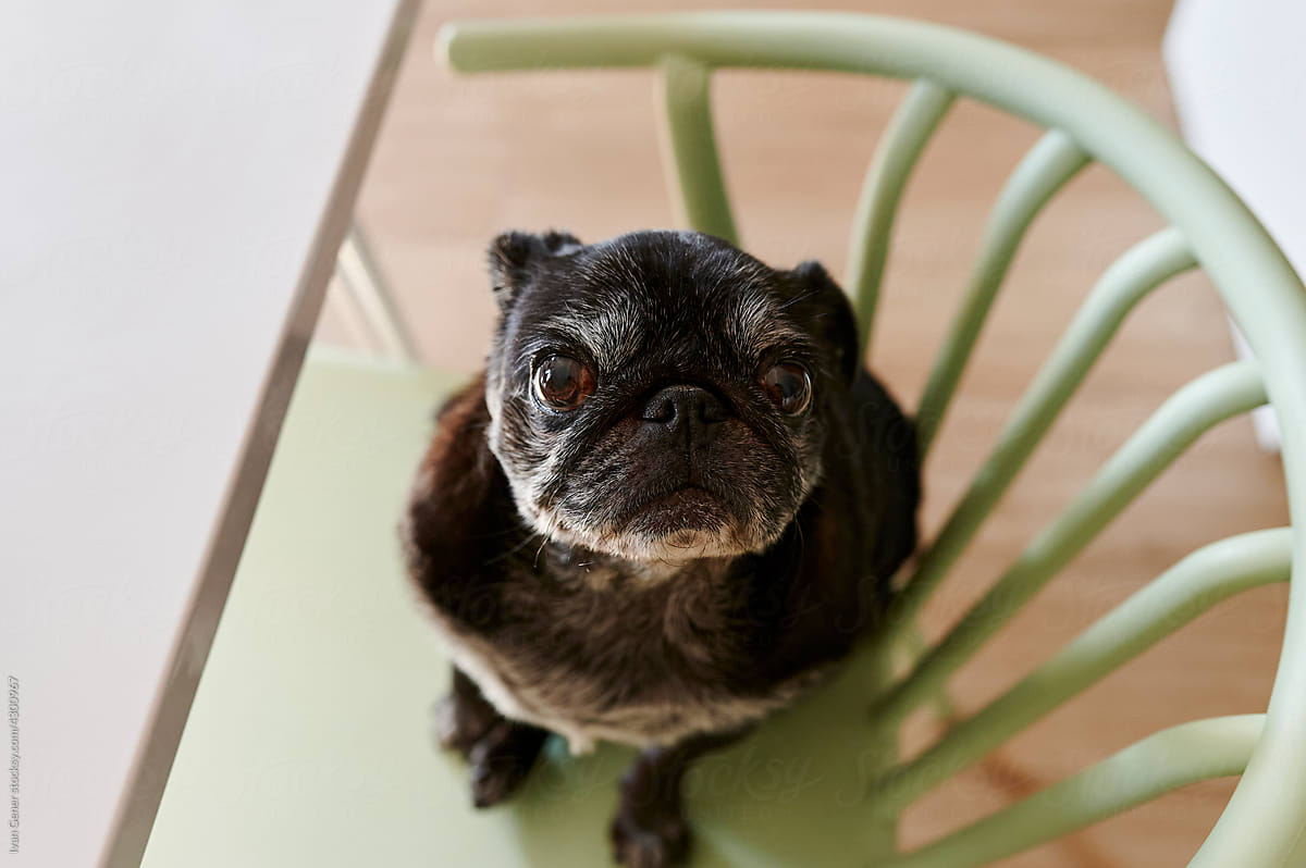 Adorable pug sitting on a chair