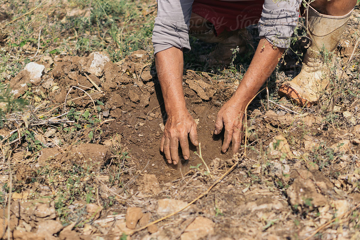 Hands of a person working in the soil.