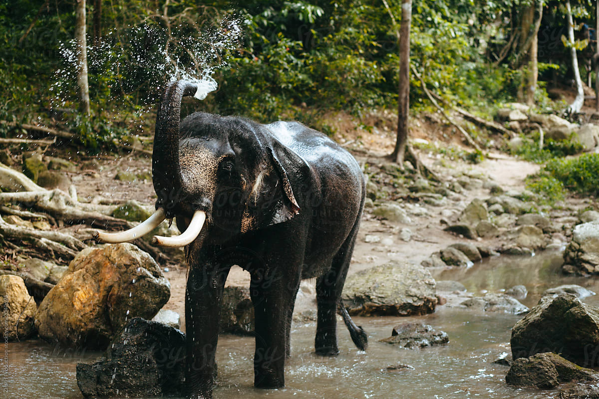Washing elephant