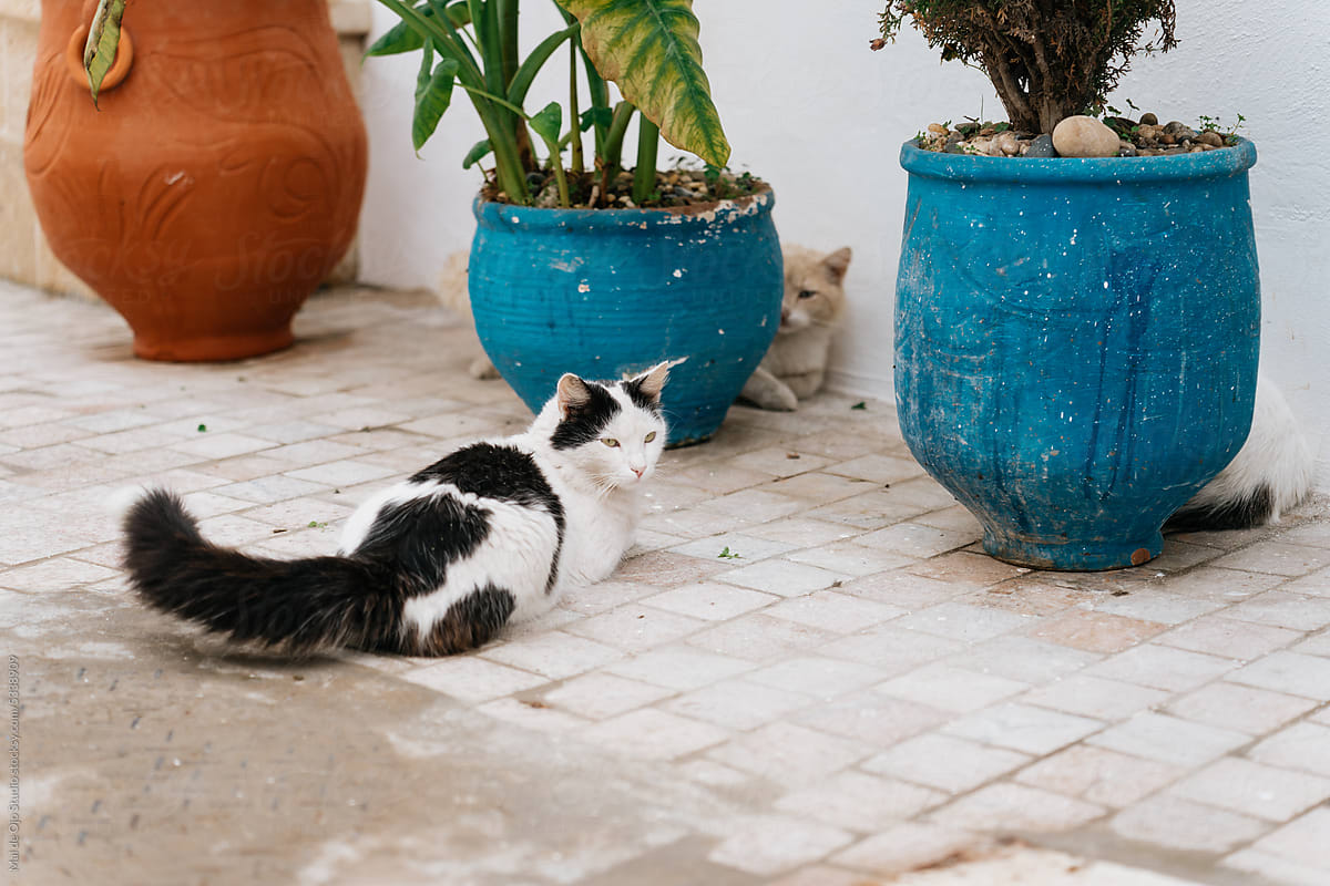 Two cats resting hidding in plant pots