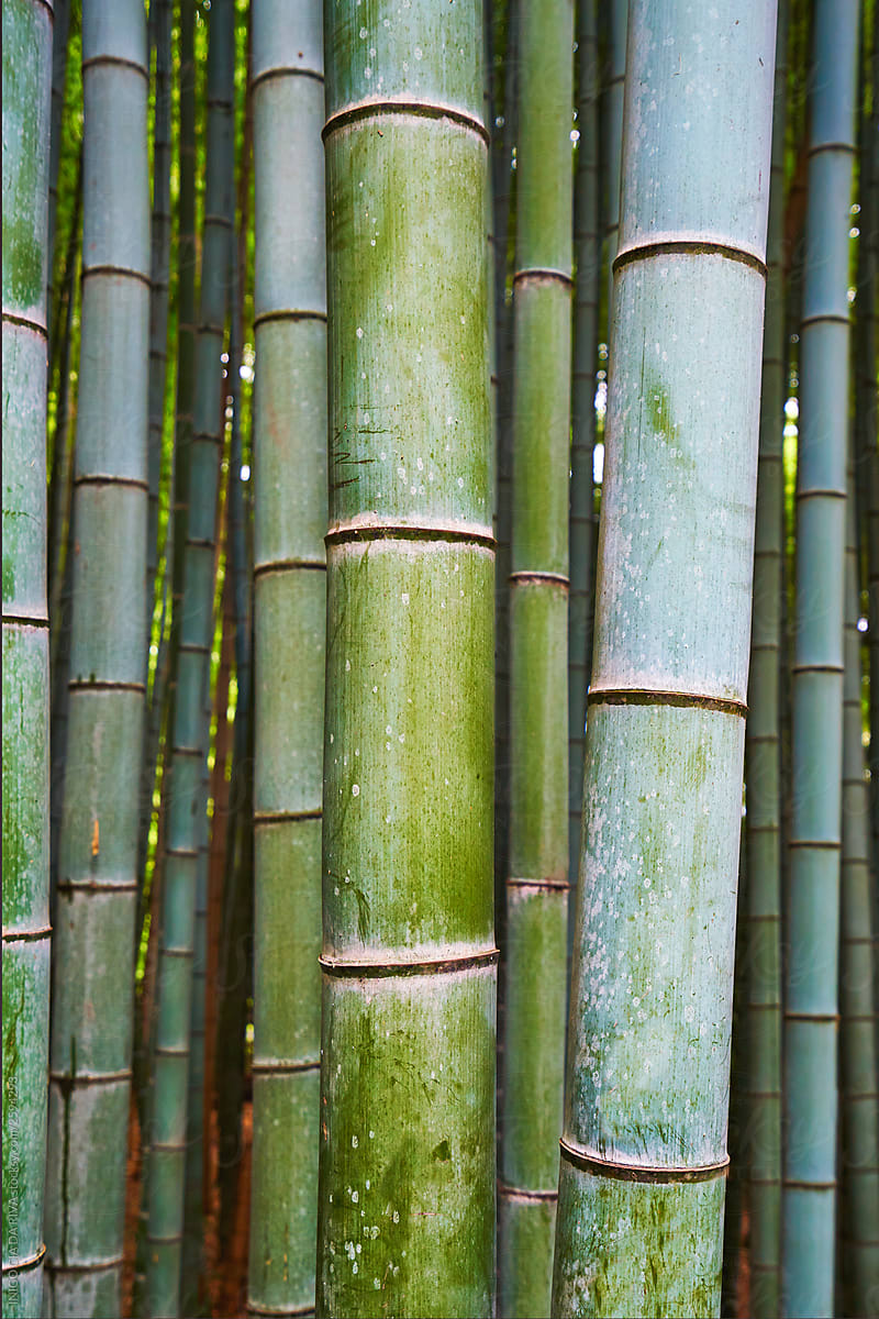Bamboo detail