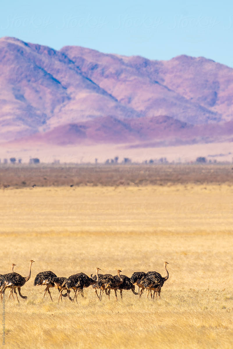 Herd of ostriches in Namib desert, Namibrand, Namibia