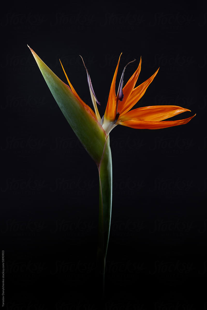 Fresh exotic strelitzia flower isolated on a black background