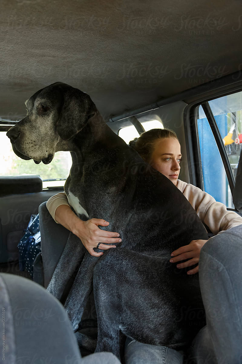 Woman with huge dog riding car