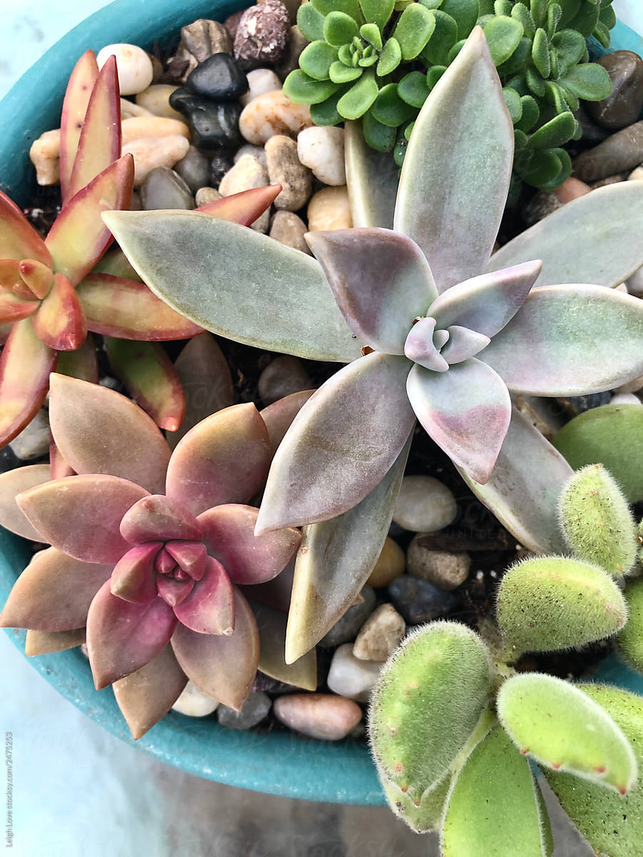 Trio of Colorful Succulents in Containers