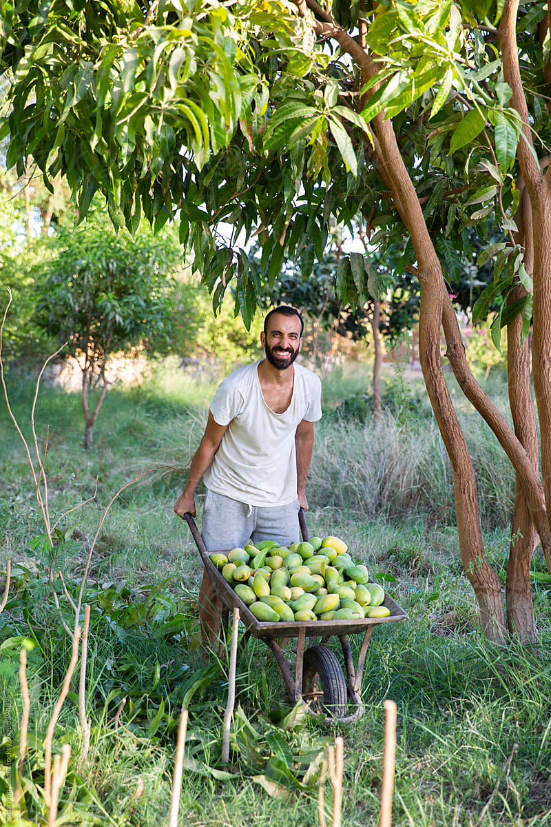 Egyptian Mango Farmer