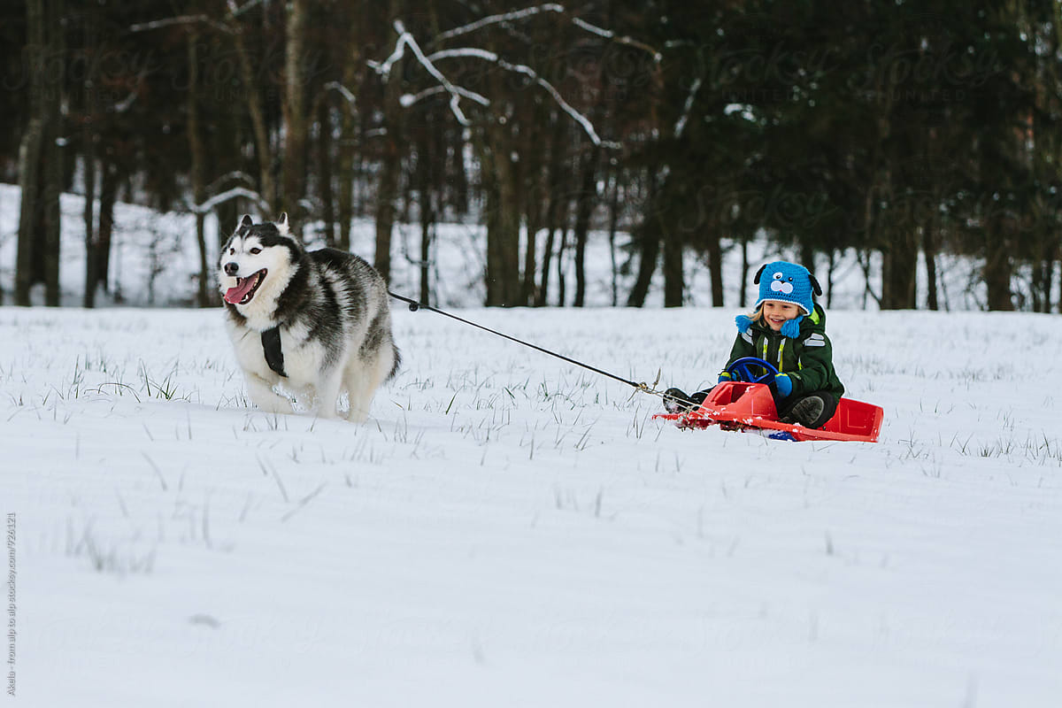 toddler riding a bobsleigh pulled by a husky