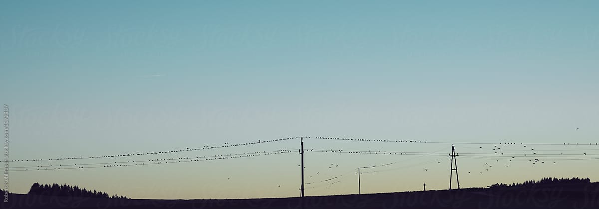 Birds on power poles