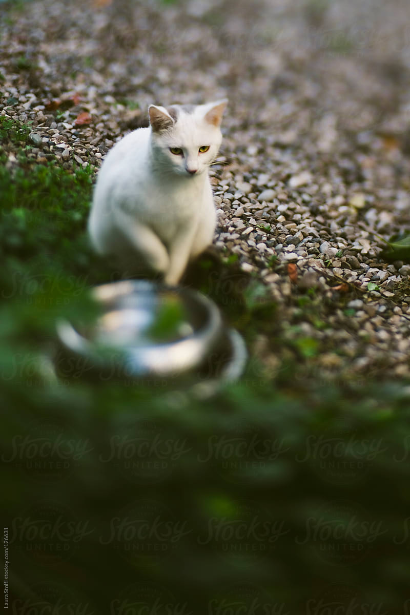 Blurred image of cat sitting close to water bowl in garden