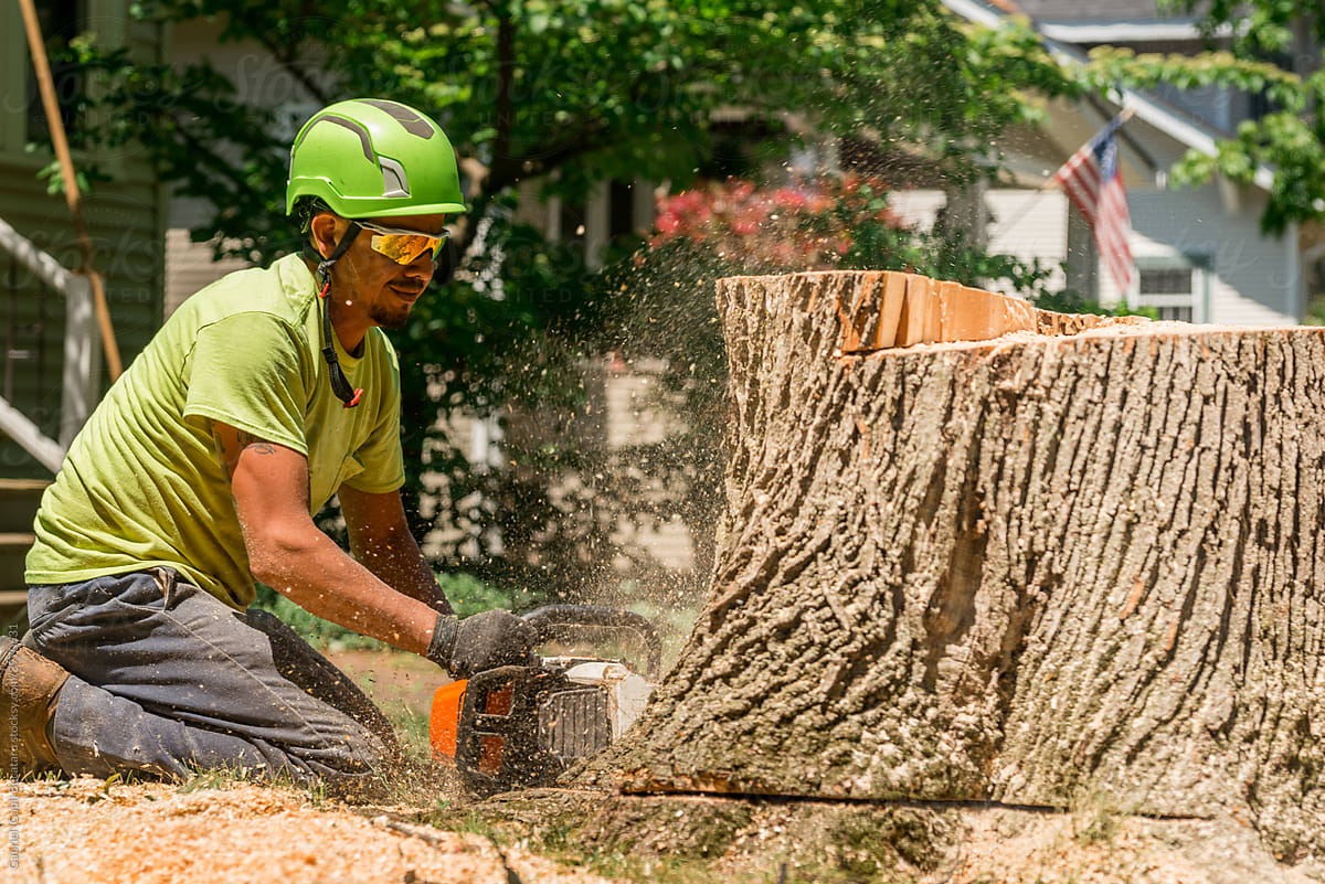 Tree service worker cutting a tree stump with a chainsaw