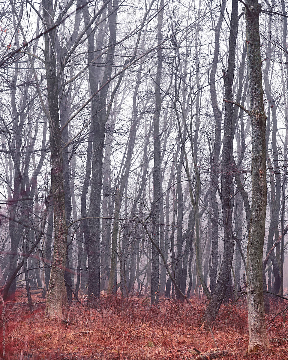 Scary Forest with Bare Trees and Fog