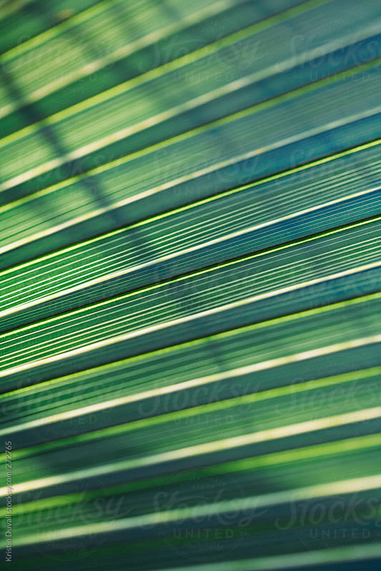 Tropical Green Leaf With Palm Frond Shadow By Kristin Duvall Palm 2728