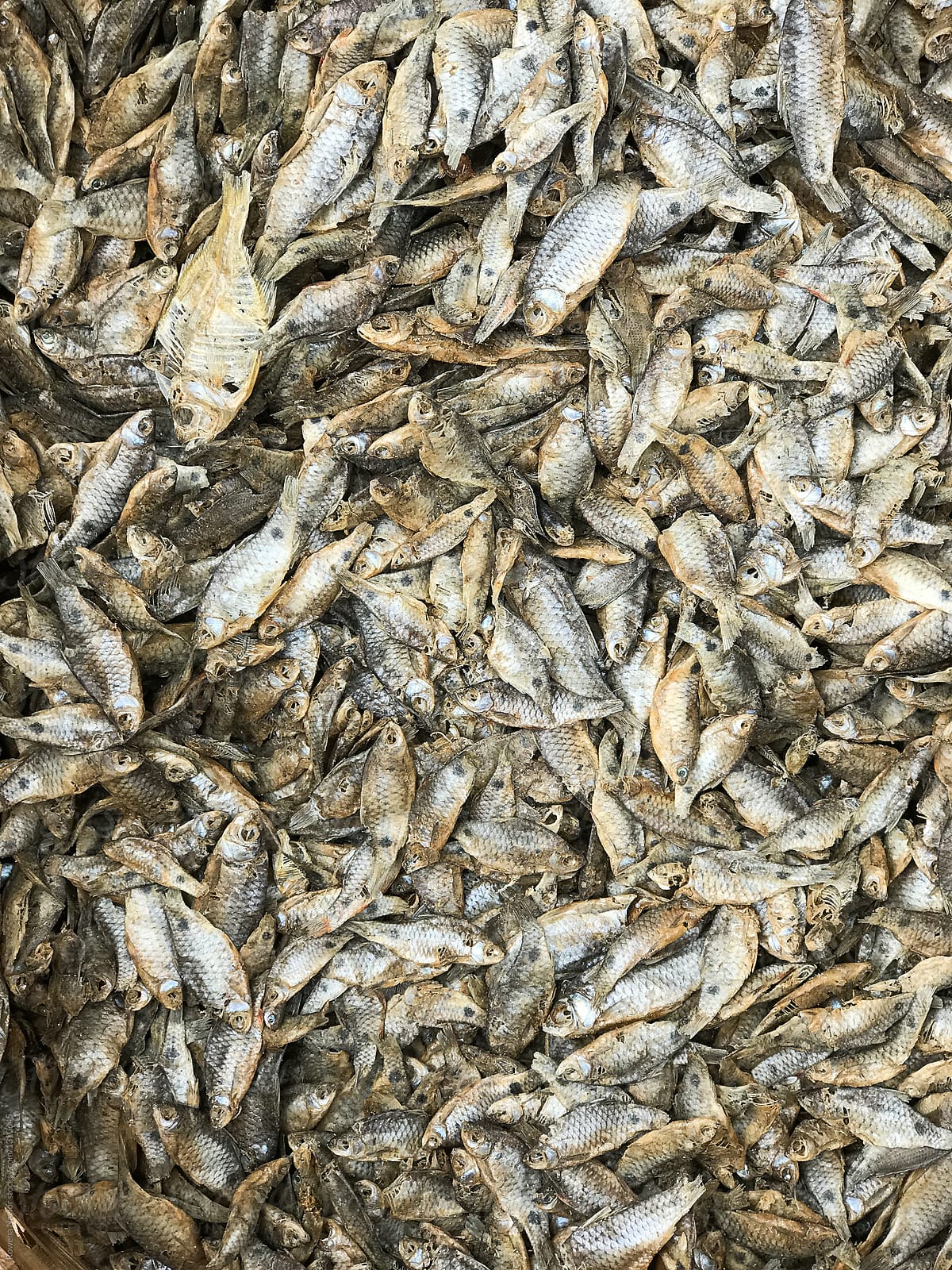 Small dried river fish at market, Myanmar
