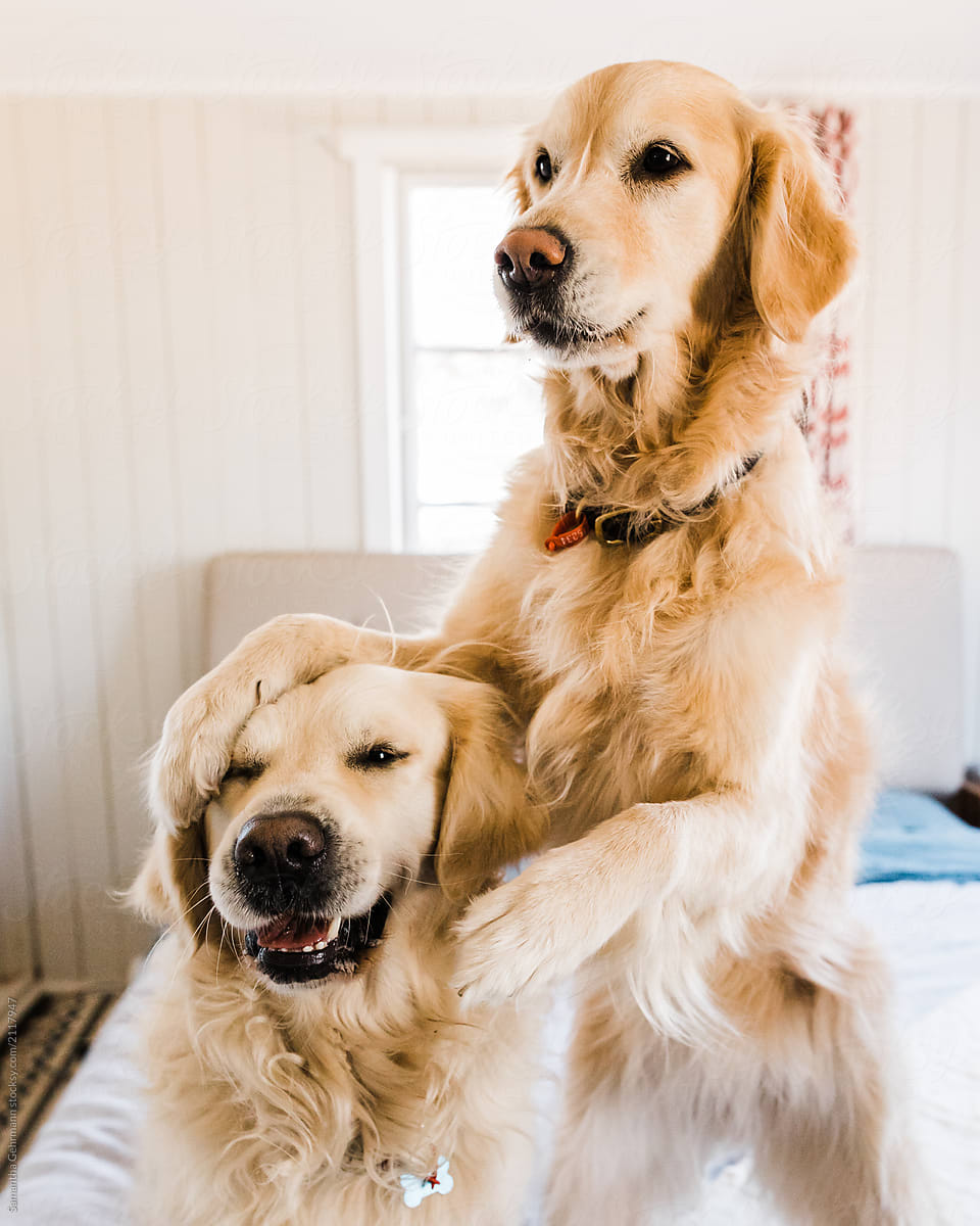 Golden Retriever Dog Hugging Another Dog By Samantha Gehrmann