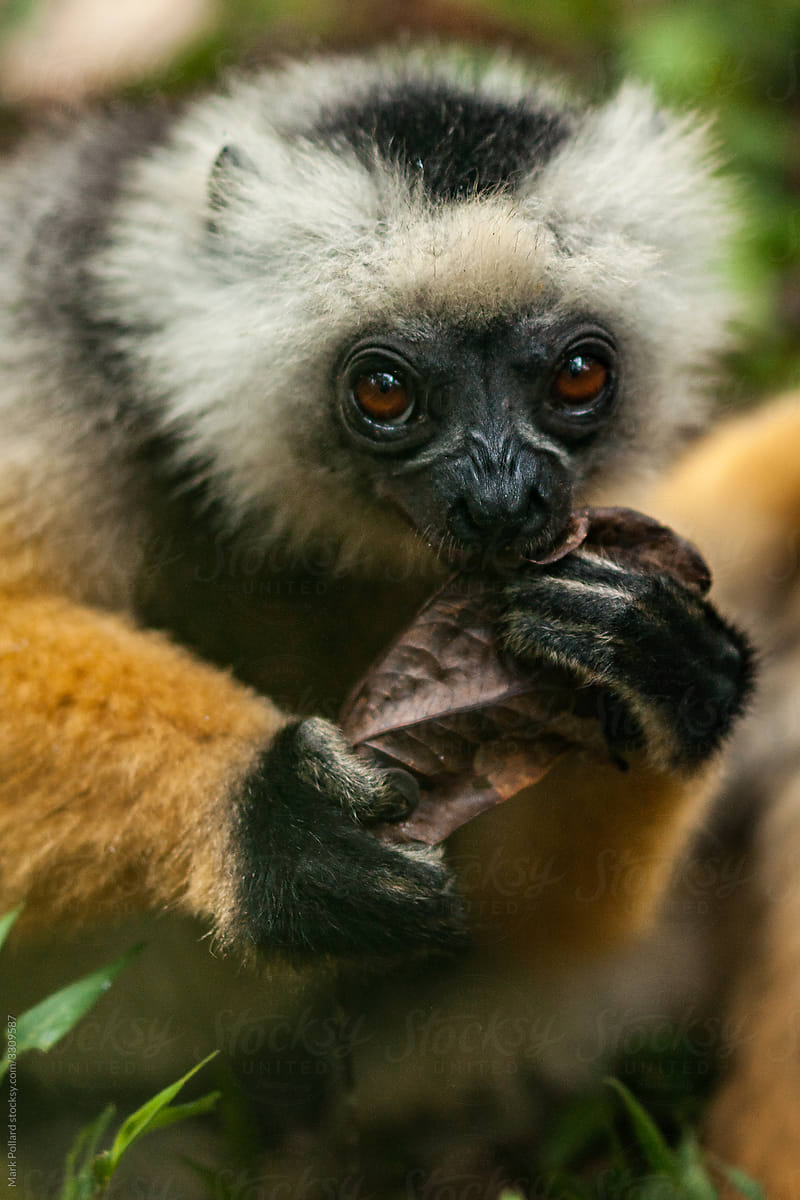 Close-up of a Lemur with his Leaf