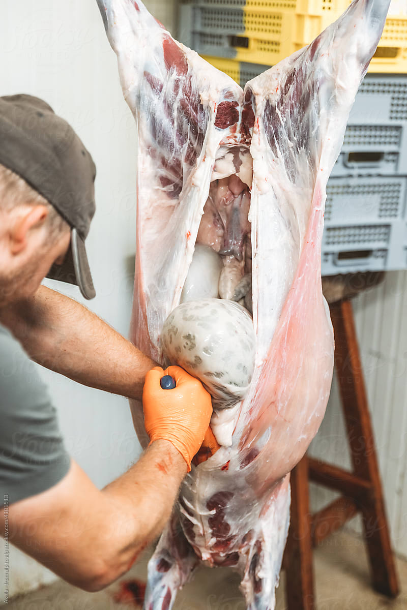 butcher opening lamb