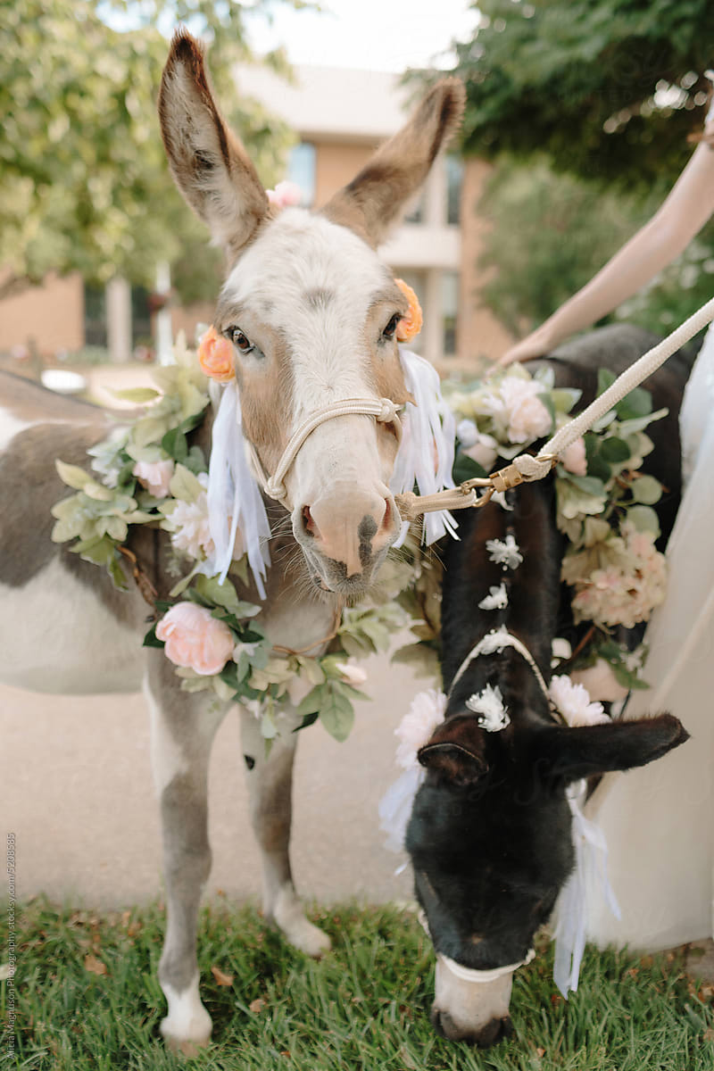Donkeys Dressed in Flowers and Ribbons at Wedding