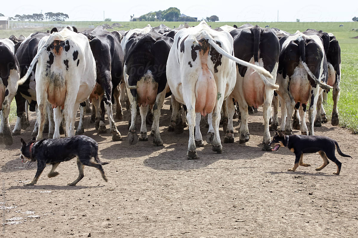 Kelpie puppy being trained by her mother for farming