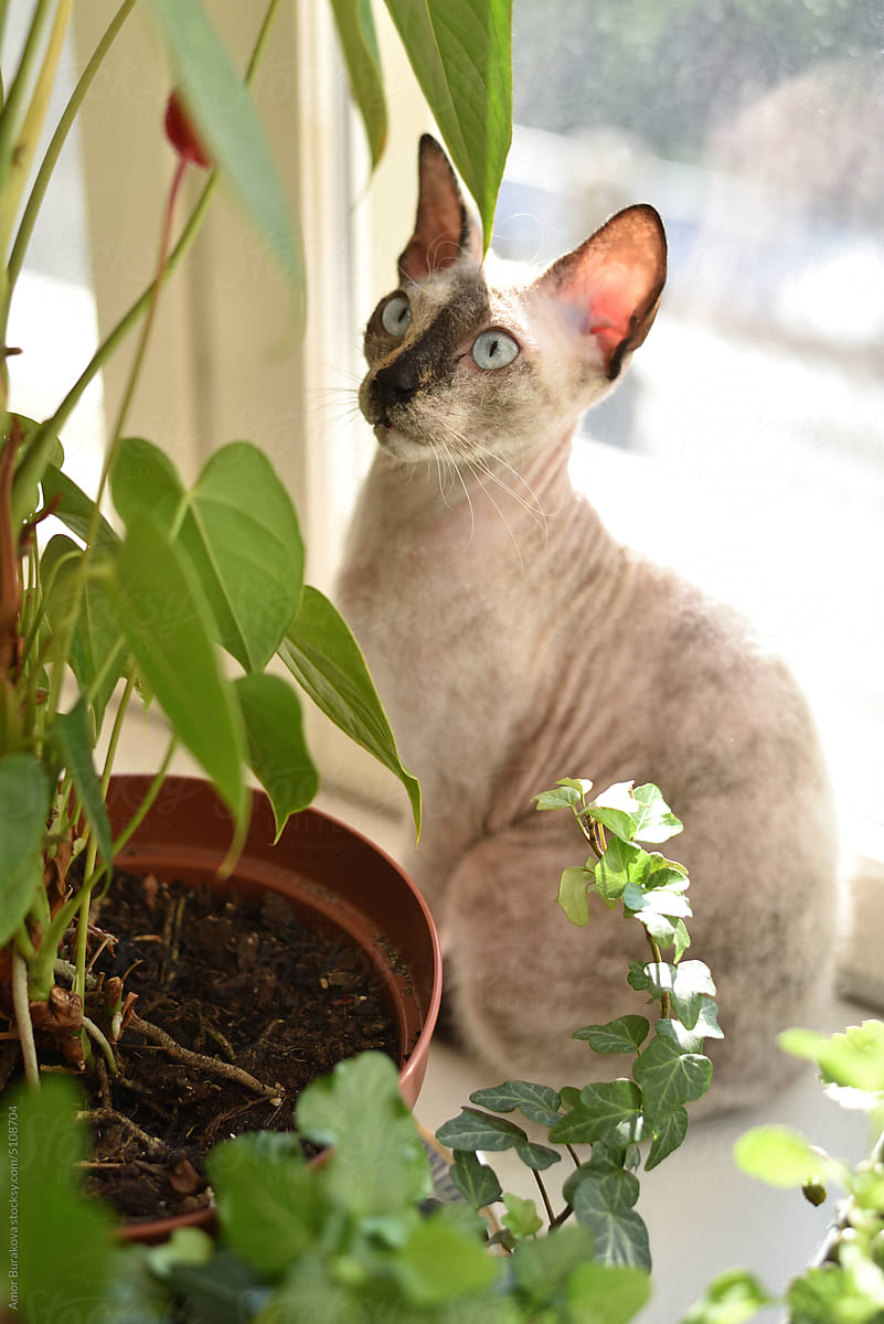 Cute sphinx looking at the houseplant