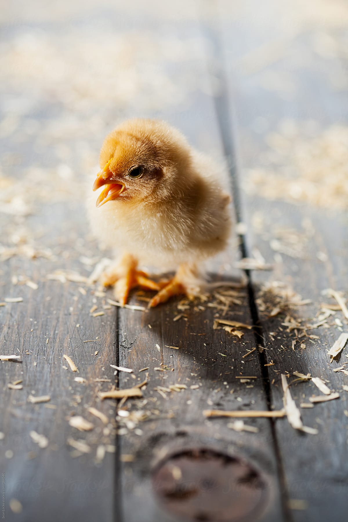 Chicks: Baby Chicken On Wooden Planks with Straw