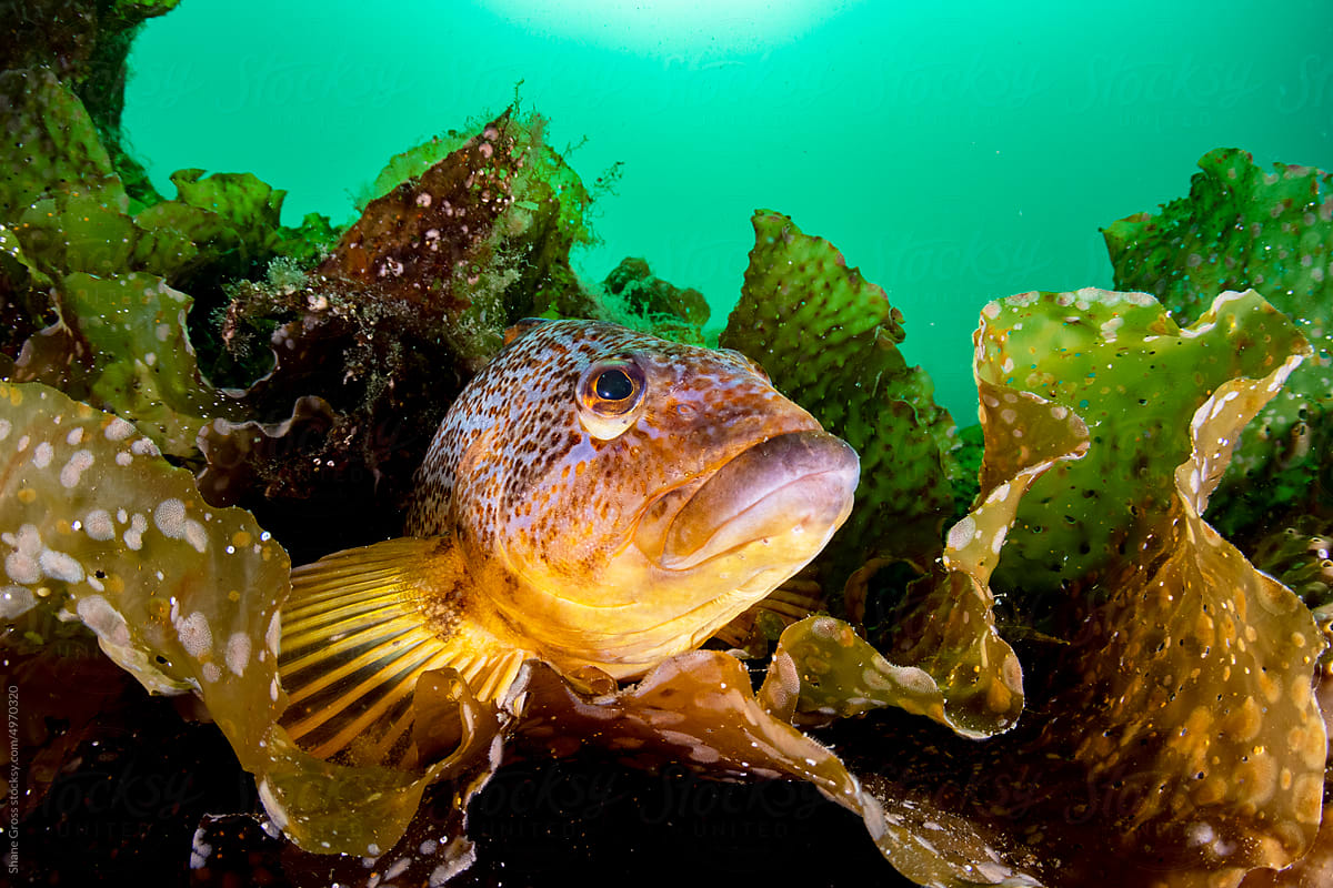 Kelp Greenling Portrait