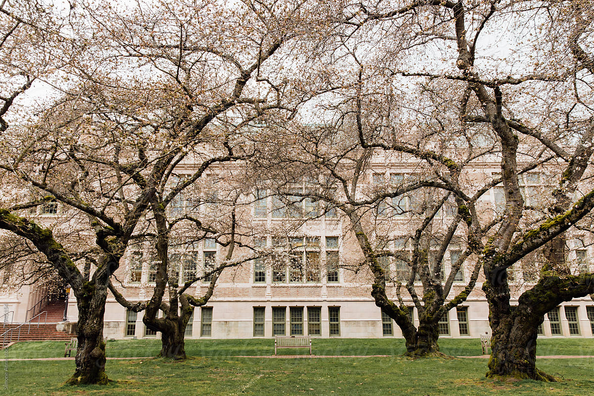 Spring cherry blossoms on the University of Washington campus in Seattle, Washington