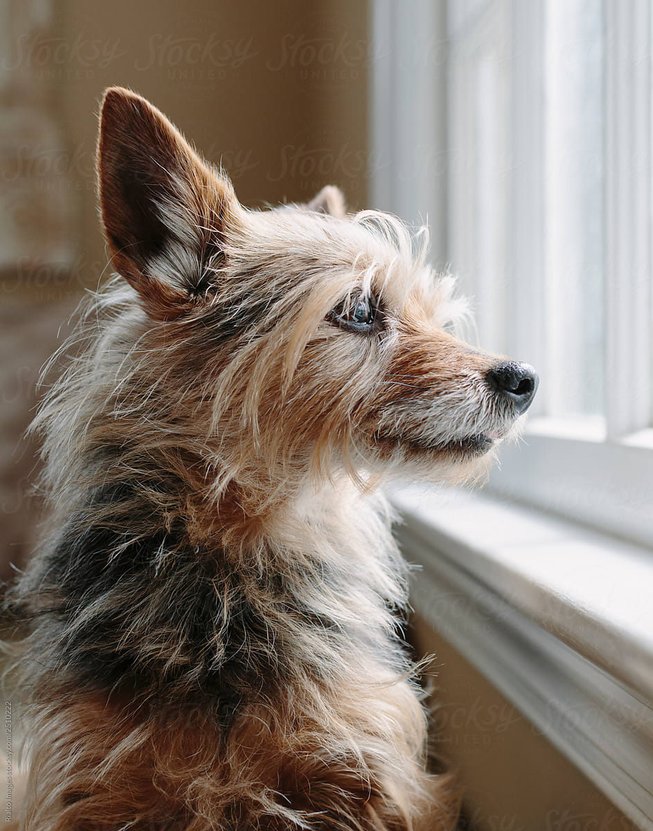Close up of a Yorkshire Terrier dog looking out window