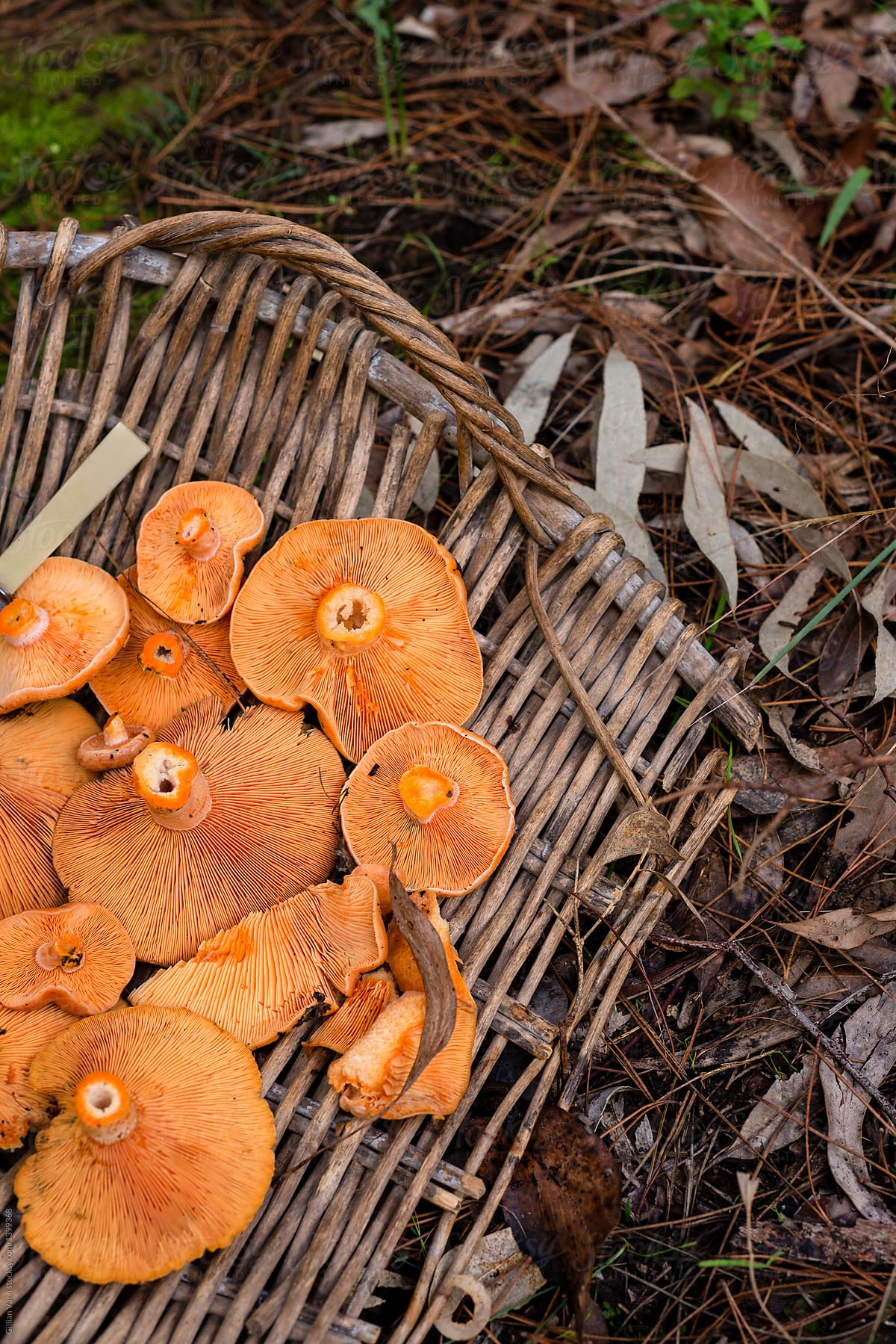 foraged pine mushrooms in a basket