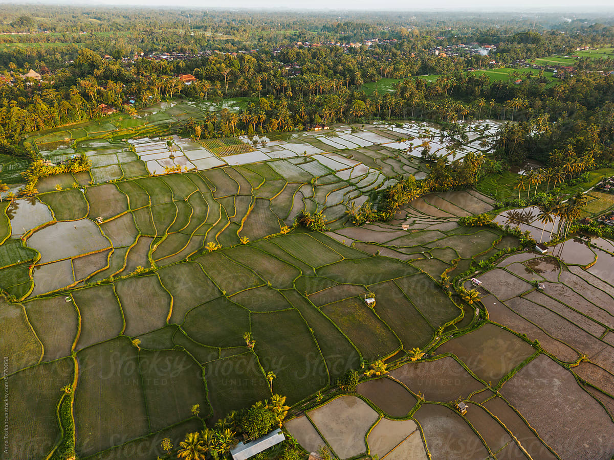 Aerial view of rice paddy on Bali island