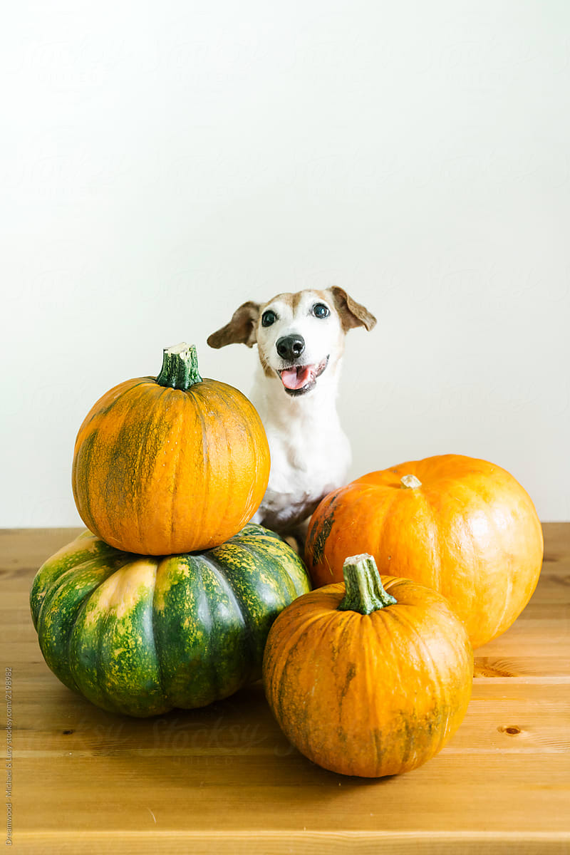 Adorable Jack Russell terrier and pumpkins