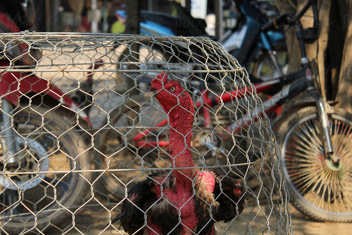 Asian fighting rooster (cock) Vietnam in a cage