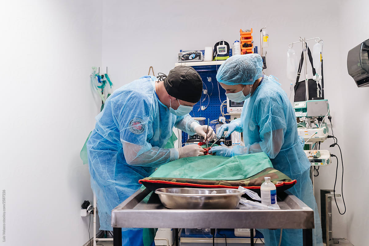 Surgery Of A Dog In A Veterinary Clinic In The Operating Room.