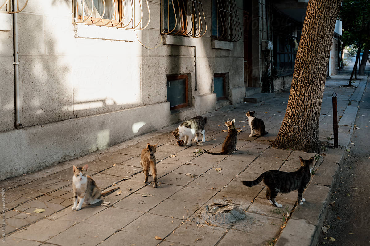 Group of stray cats in street during daytime waiting for food