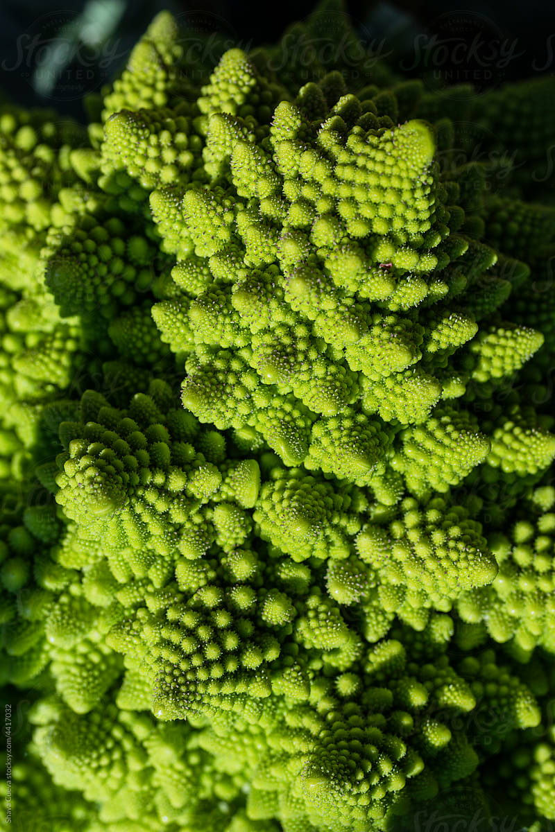 Macro shoot of romanesco broccoli