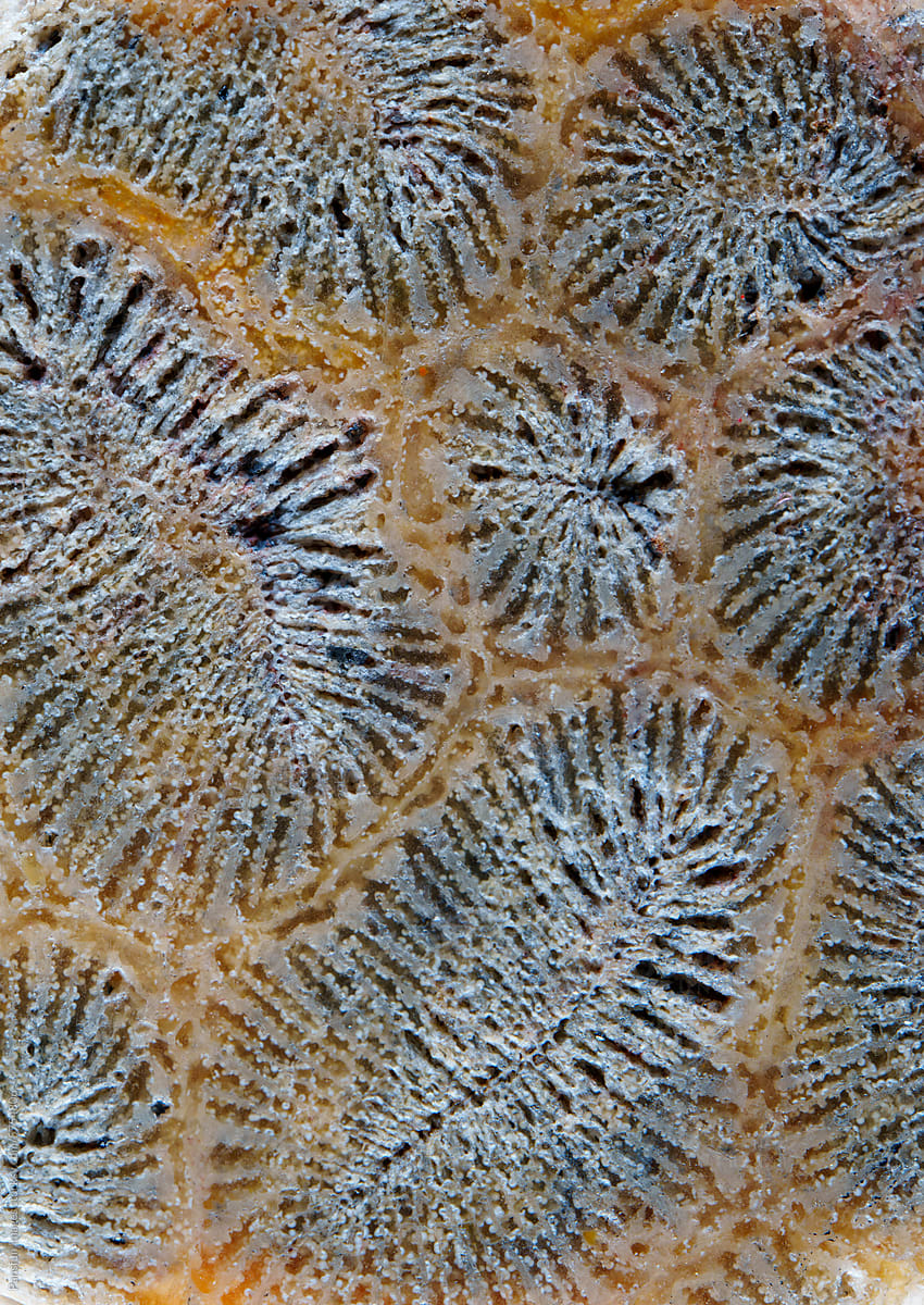Worms shape pattern of agatized fossil coral