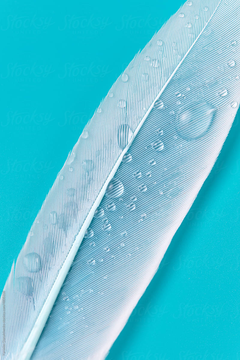 Soft feather with water droplets.