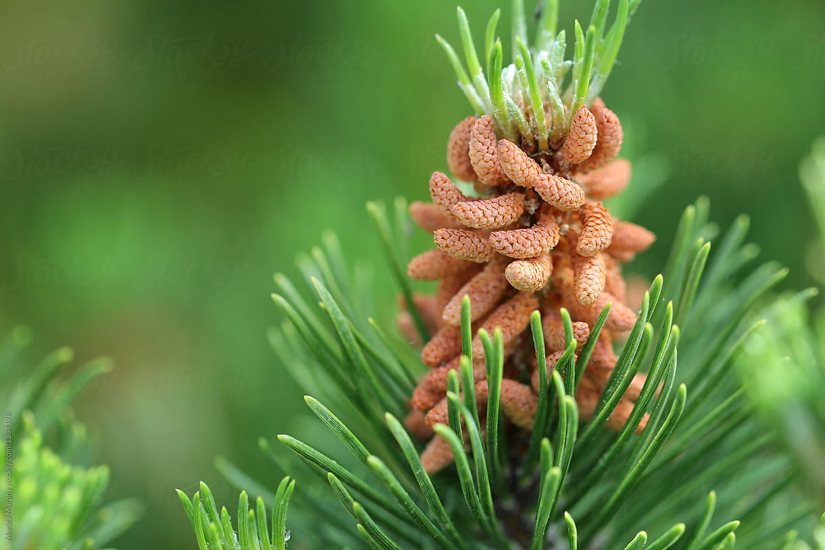 Pine Tree Buds by Monica Murphy