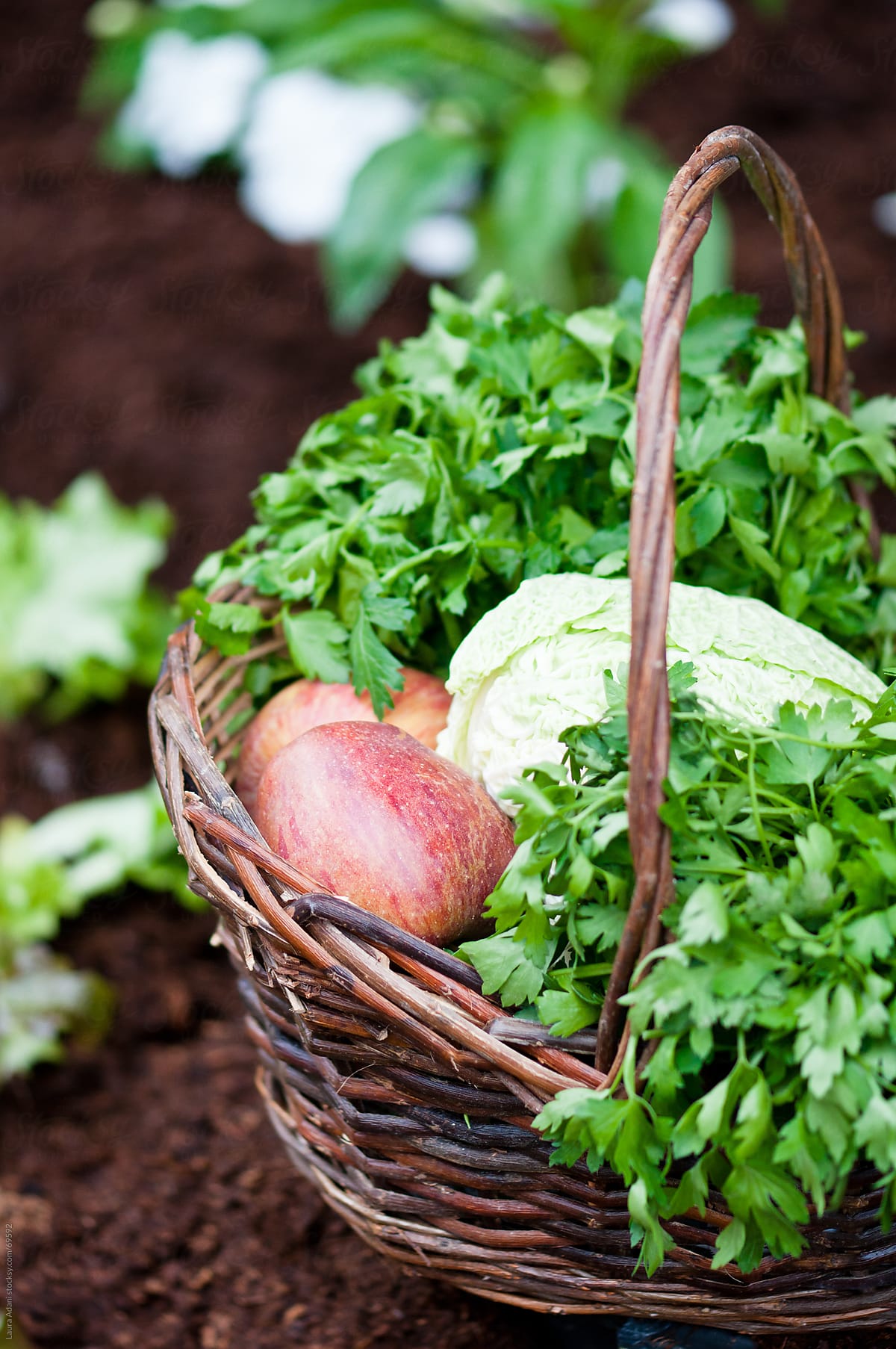 parsley, apples and cabbage in a wicker basket