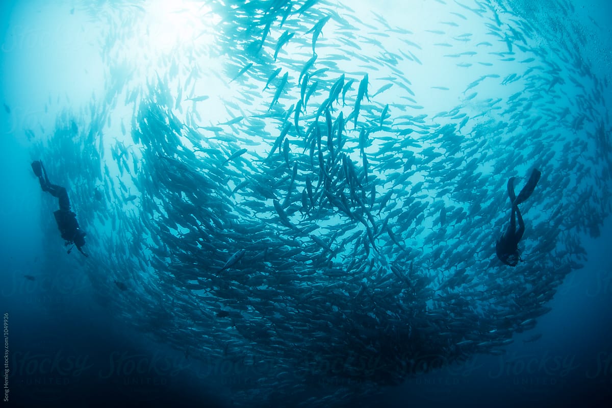Diving with A school of Jack fishes in the blue water of the ocean