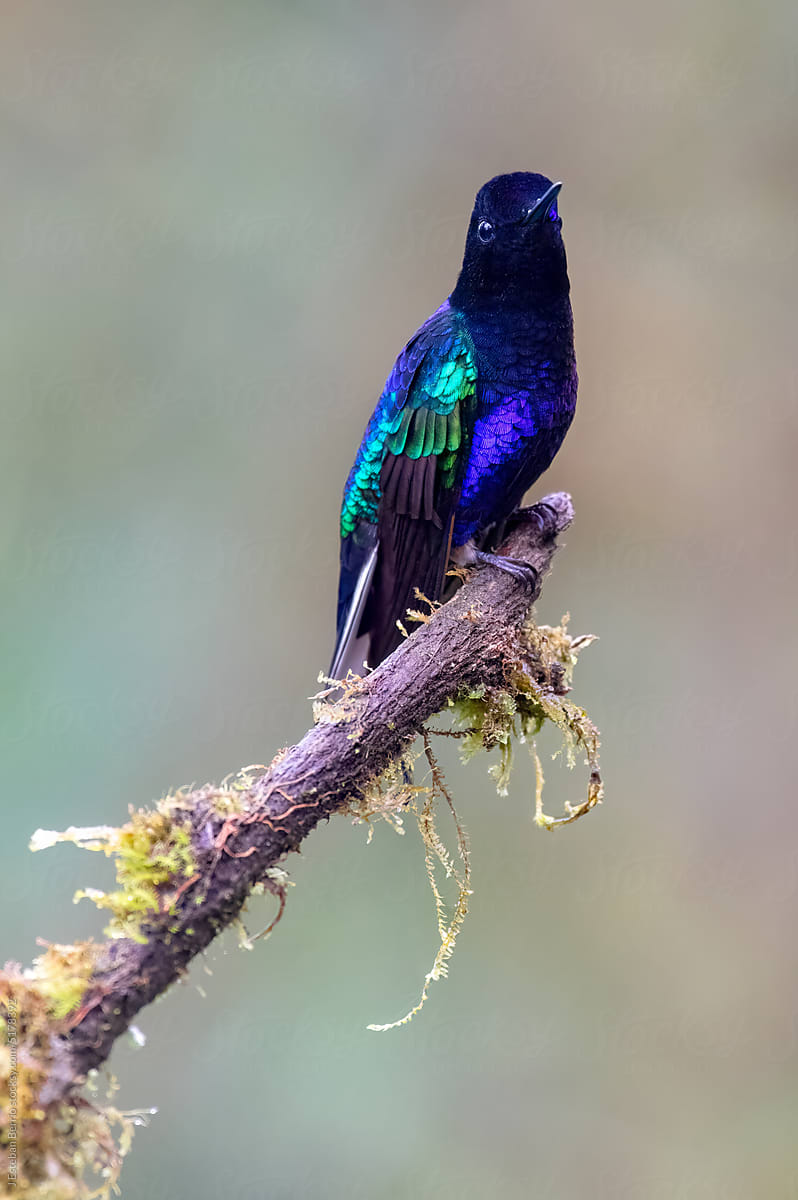 iridescent hummingbird resting on a mossy branch
