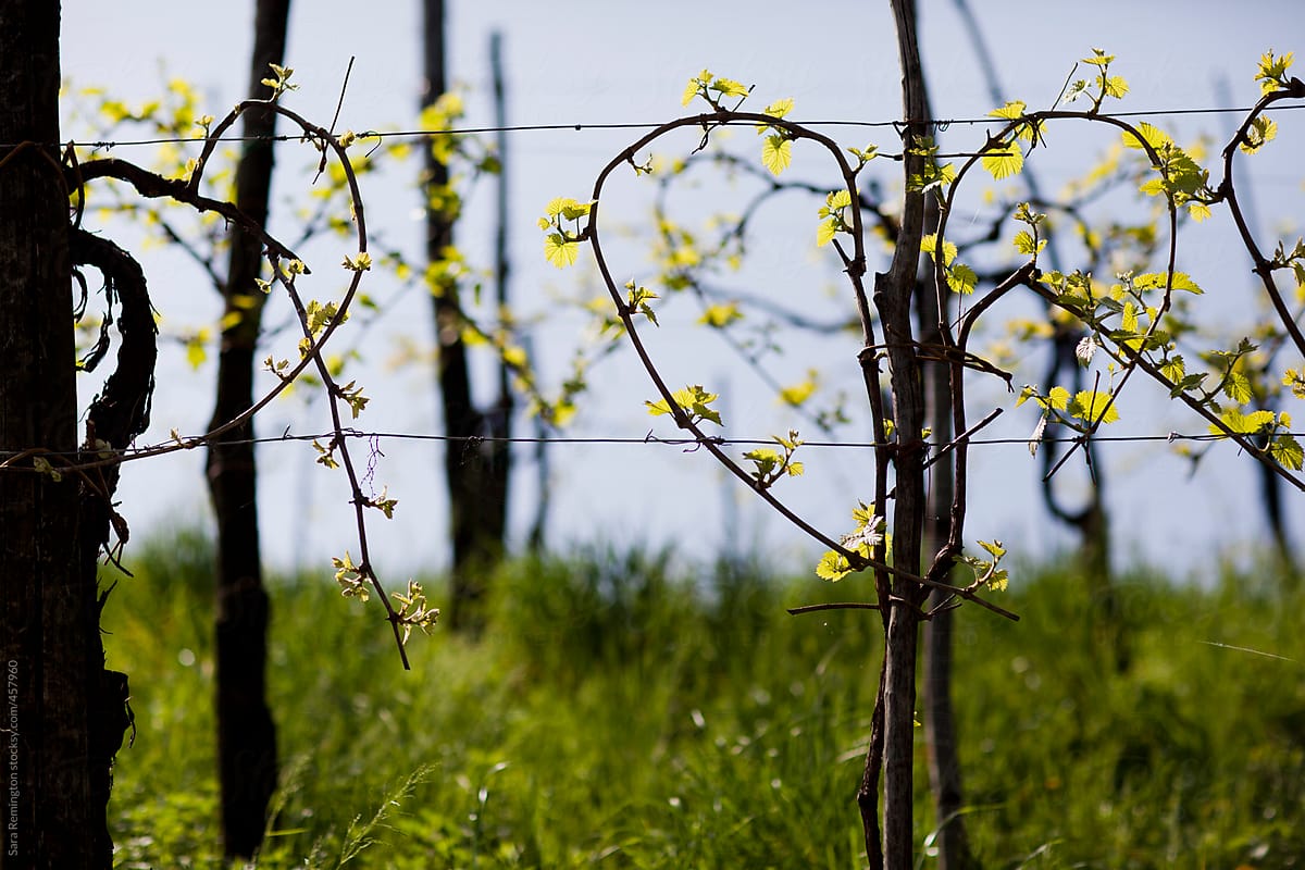 Young Wine Vines In Italy