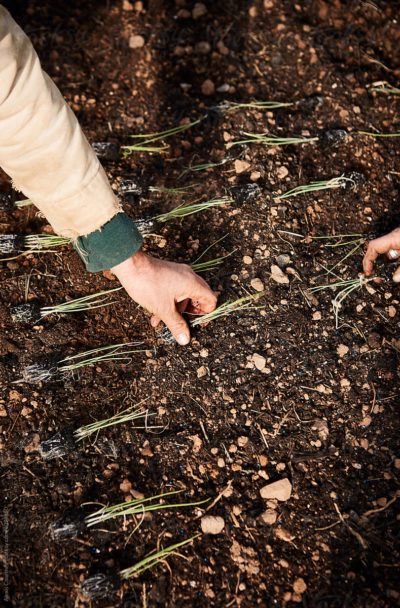 Farmers hands planting seedlings