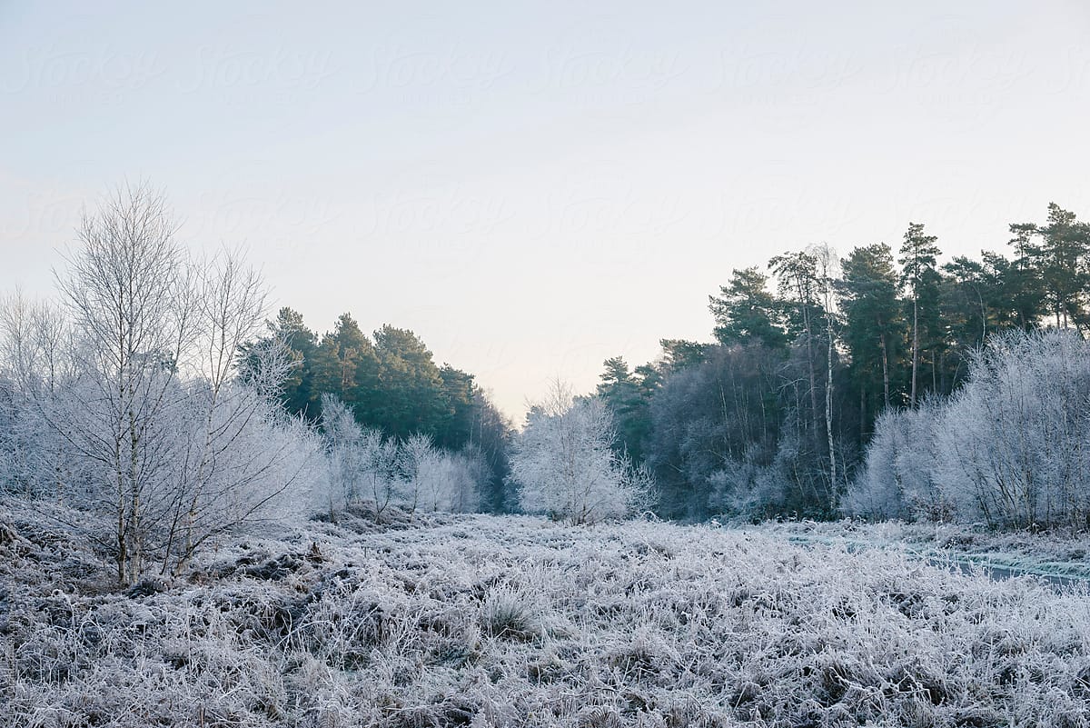 Frost covered Birch trees and bracken.