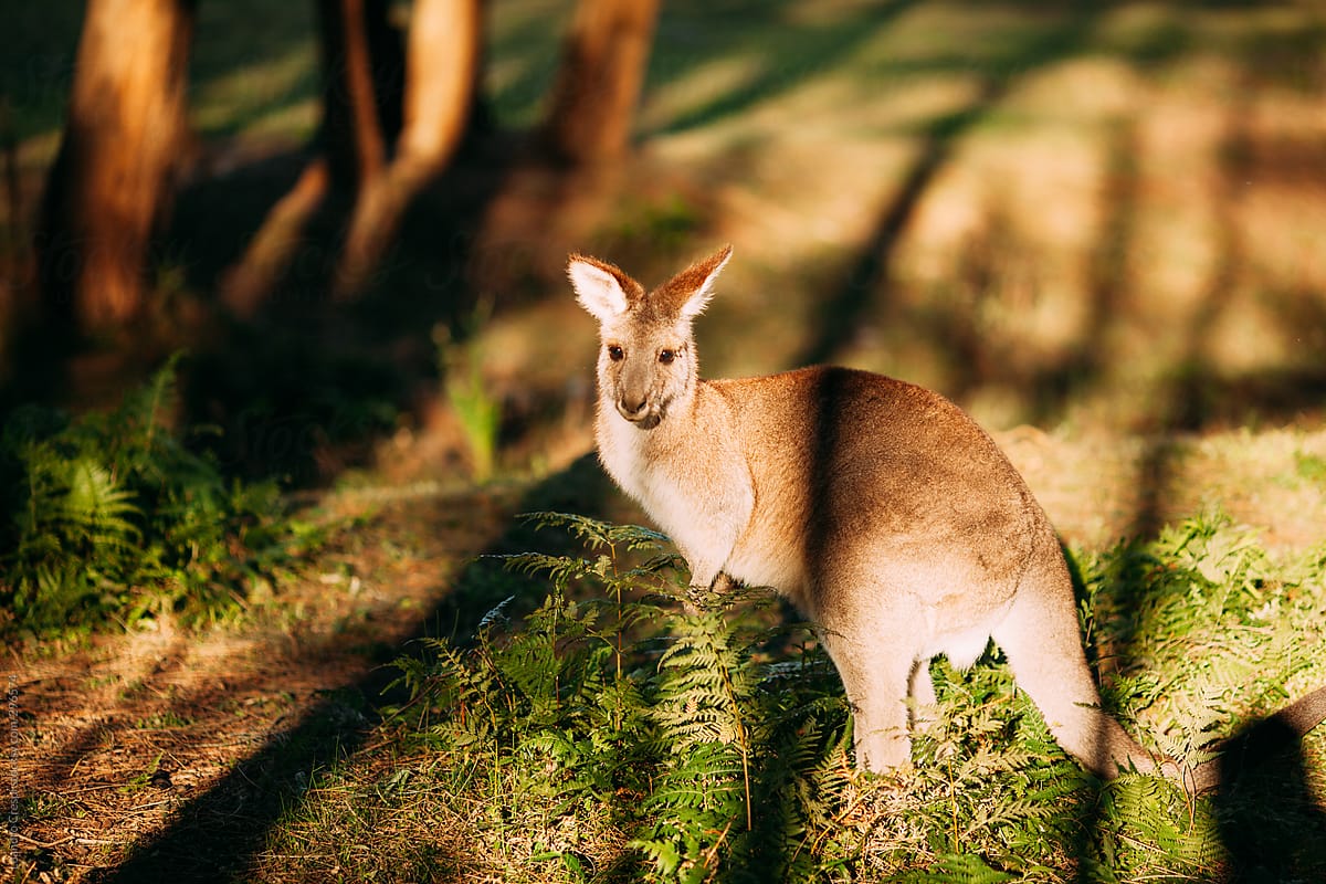 Wild Australian Kangaroo in the forest