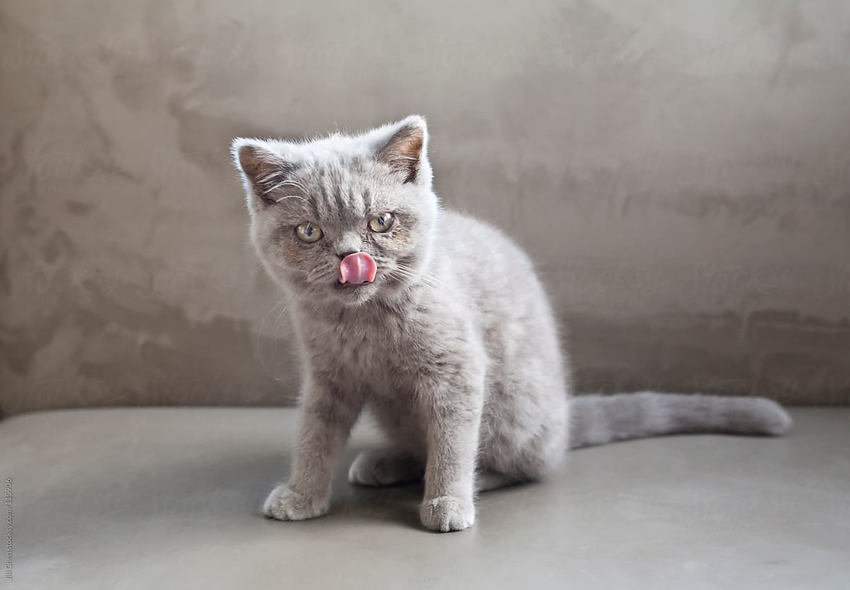 Hungry Grey Kitten